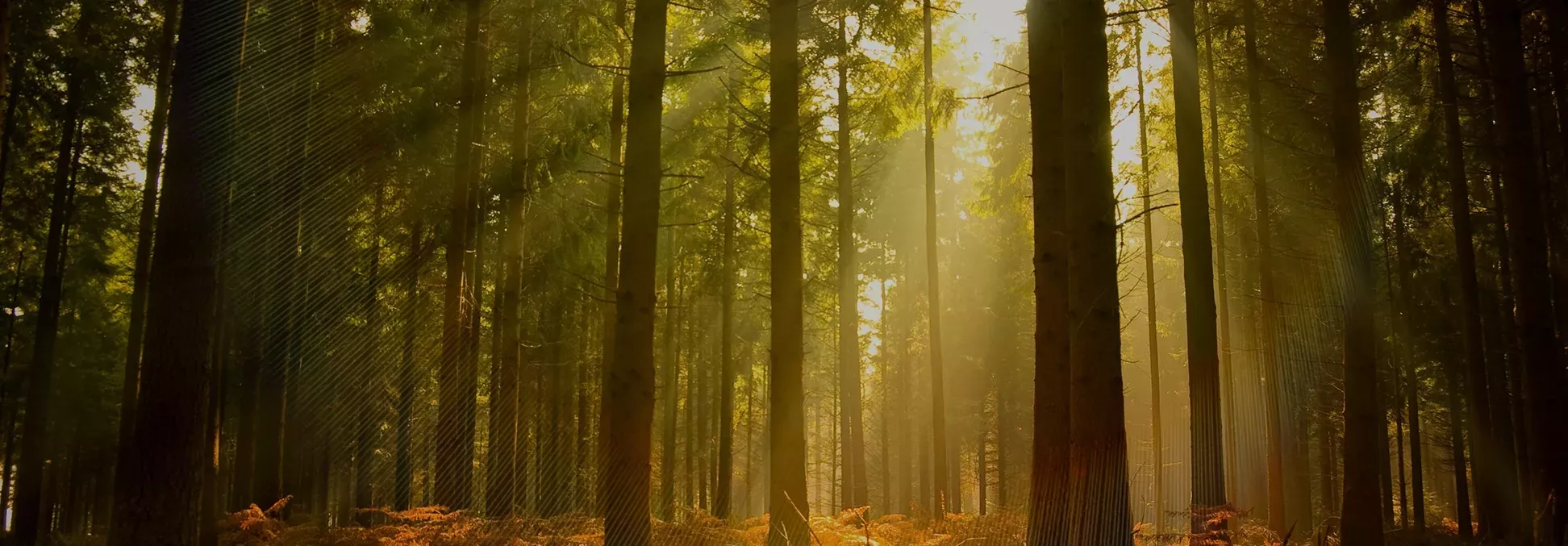 SARL Bois environnement énergie